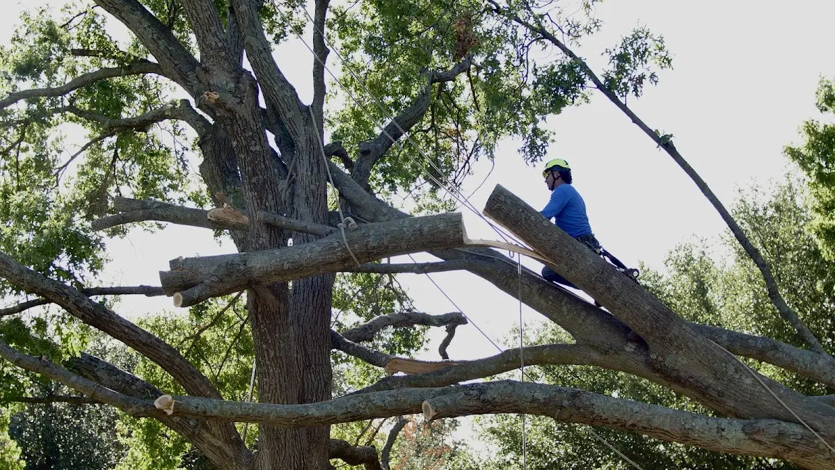 Professional Crown Thinning performed by certified arborists in Isabella