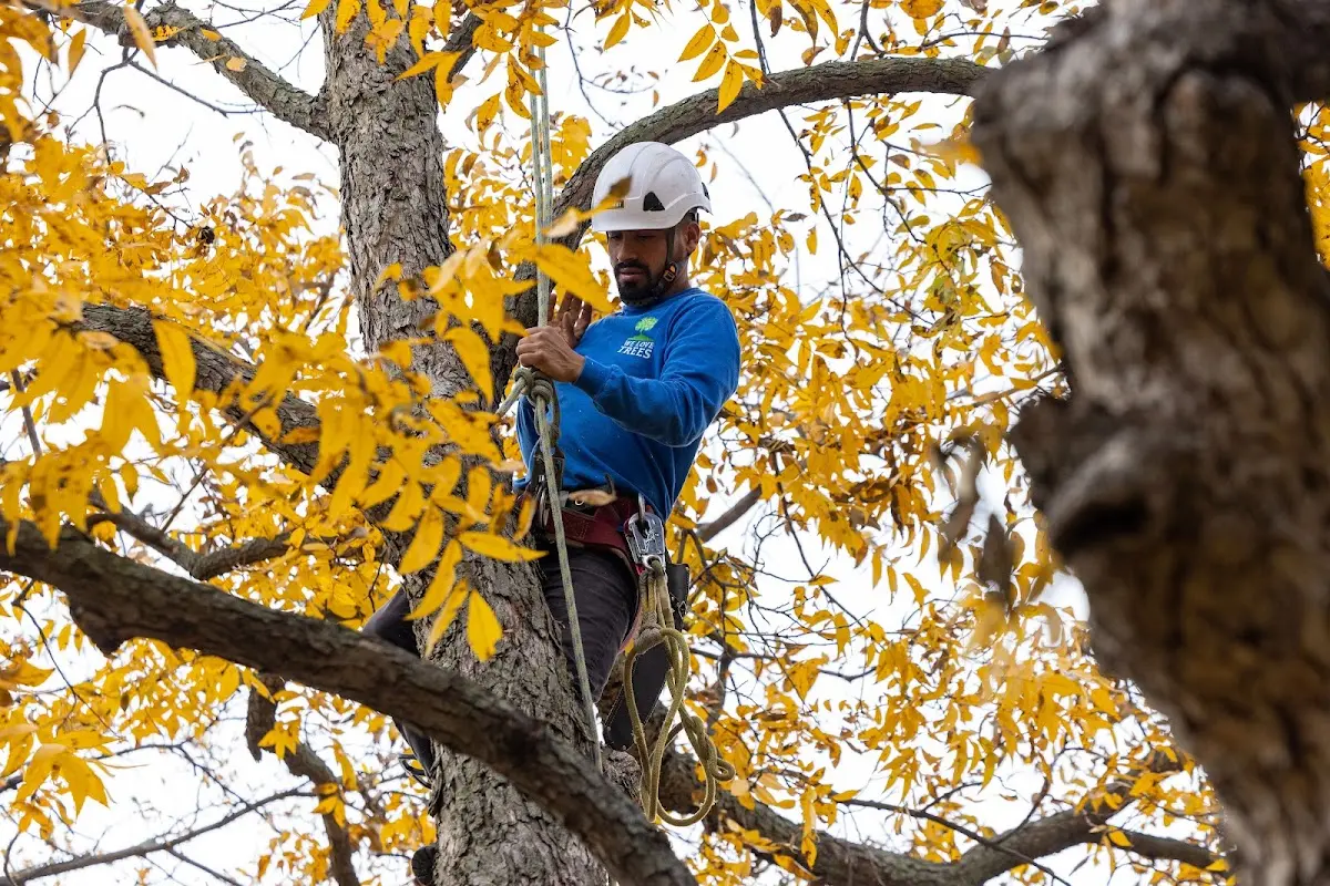 Skilled Storm Damage Cleanup crew working in Isabella