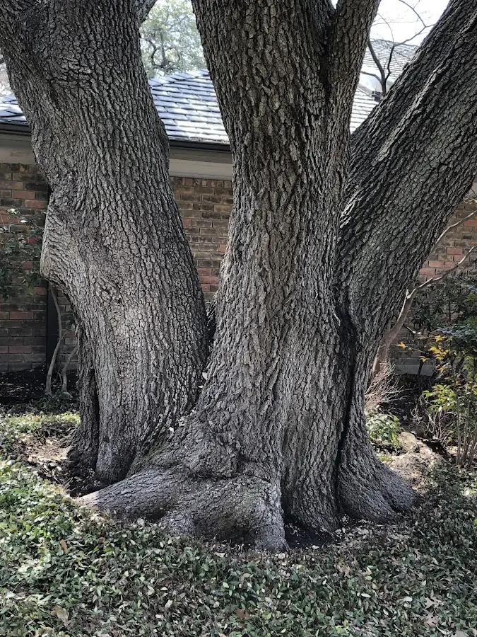 Mature heritage tree close to a Isabella property cared for by certified arborists